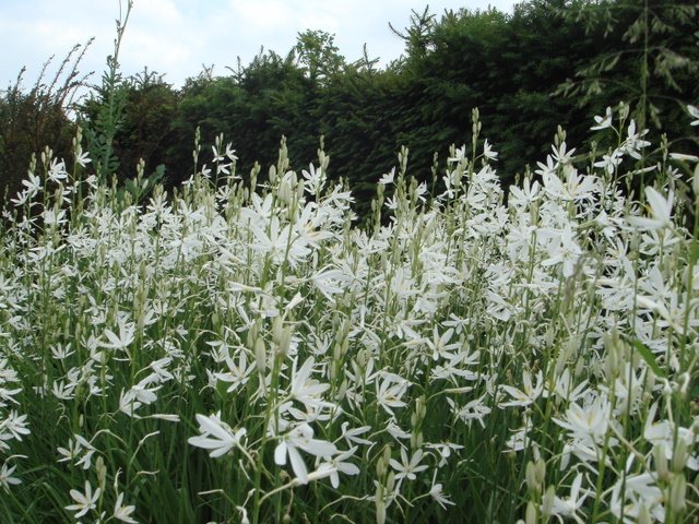 Anthericum liliago